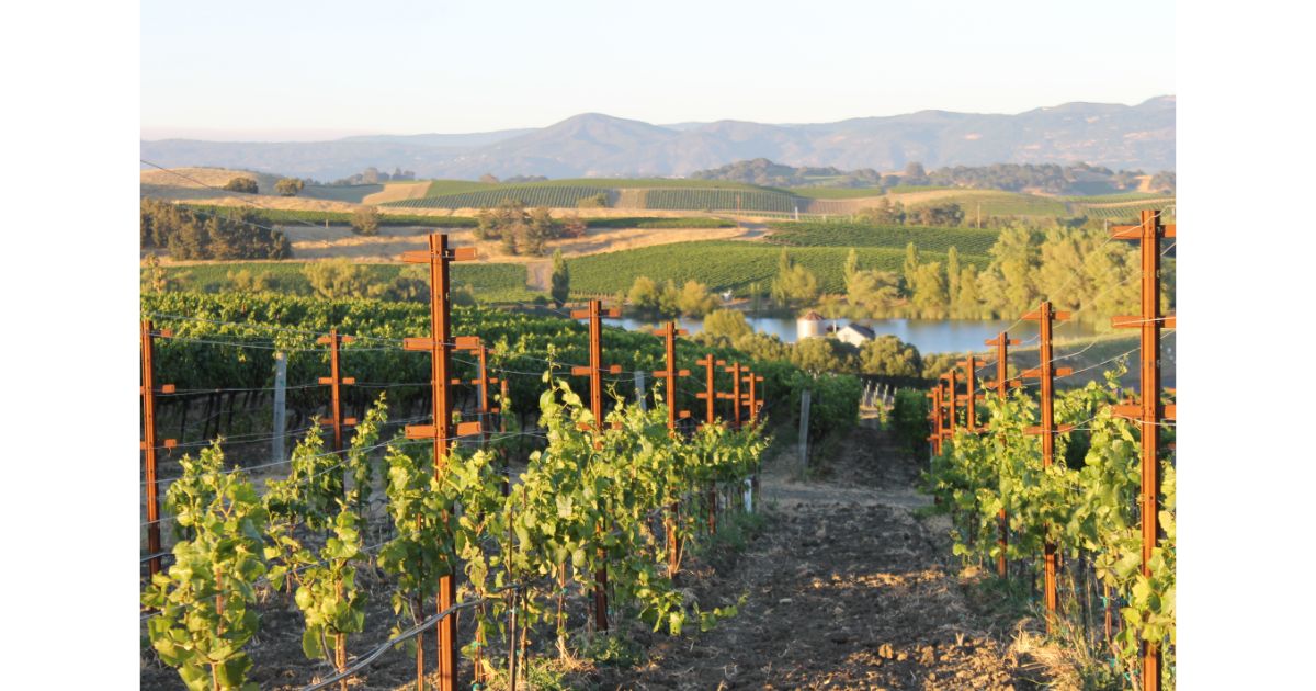 Scenic view of a vineyard in Sonoma Valley, with rows of grapevines leading towards the hills and a calm lake in the background.