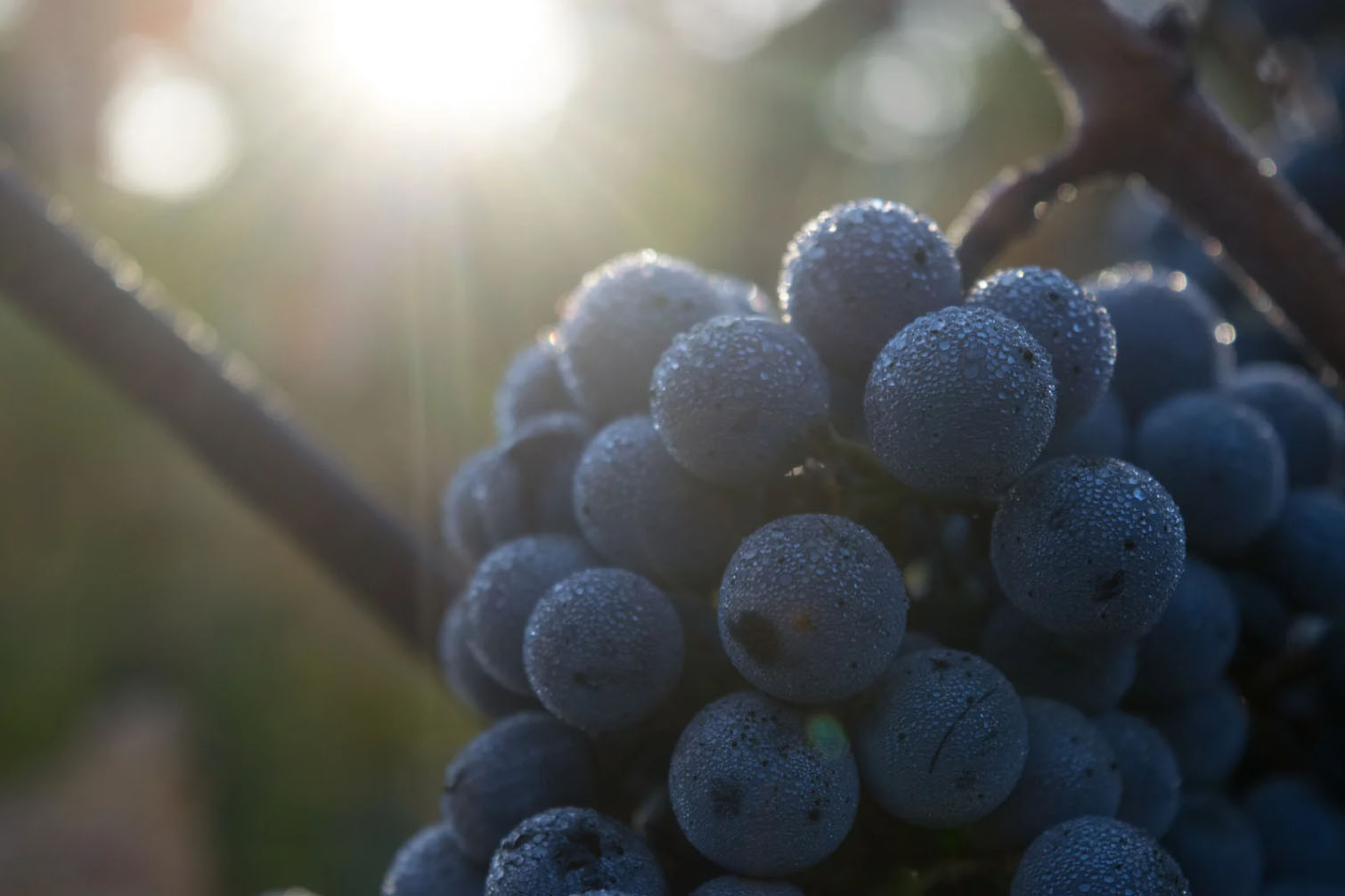 Close-up of water droplets on a cluster of ripe grapes, with sunlight shining in the background.