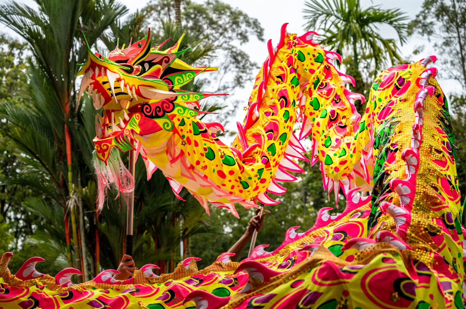Colorful Chinese dragon dance costume in vibrant pink, yellow, and green, being held by performers during a festive celebration. Palm trees are visible in the background.
