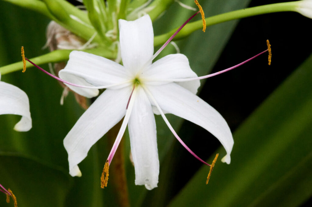 A close-up of a delicate white flower with long, slender petals and pink-tipped stamens, showcasing its intricate details against a dark green background.