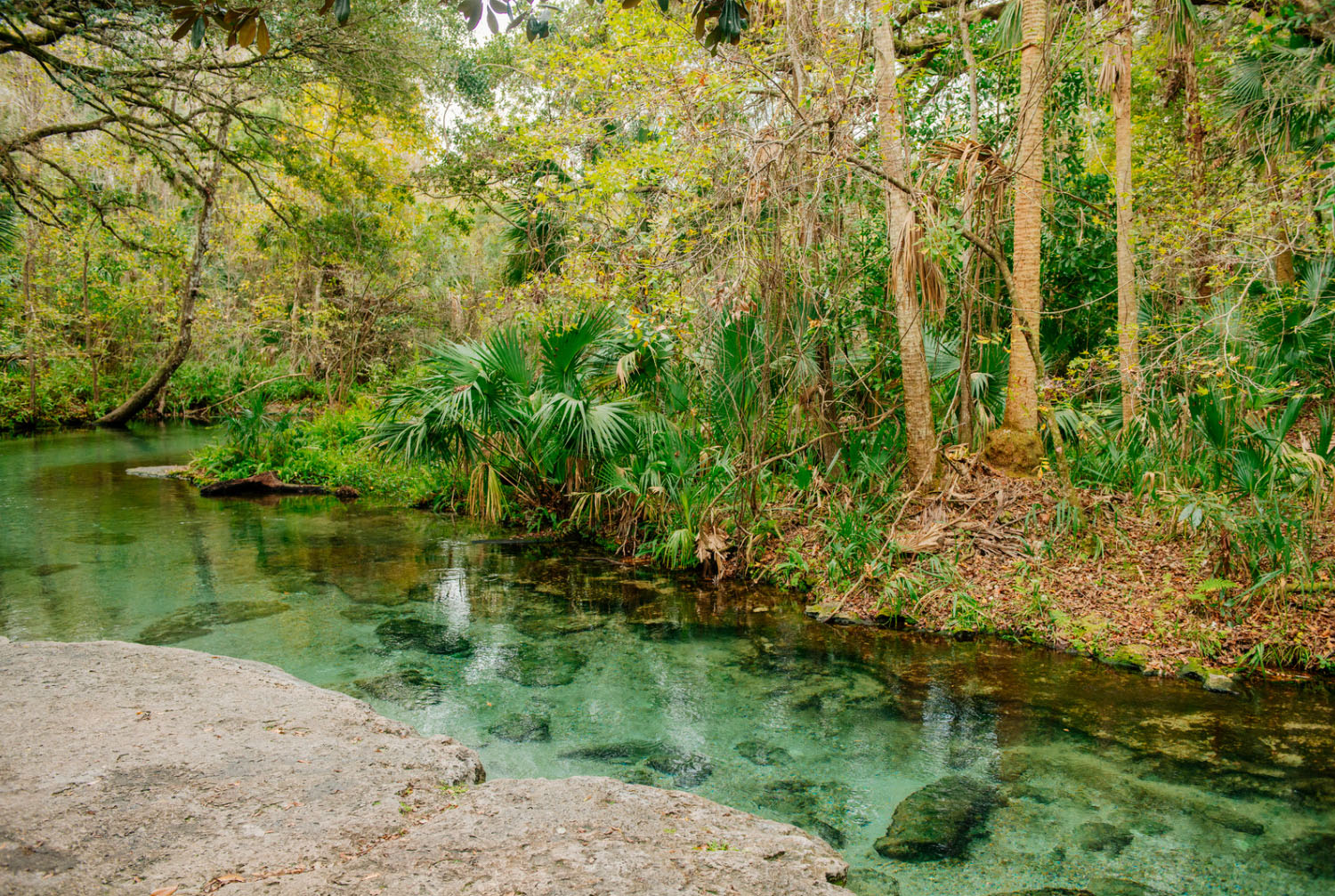 A peaceful natural spring surrounded by lush greenery and trees, with crystal-clear water reflecting the vibrant foliage in the serene landscape.