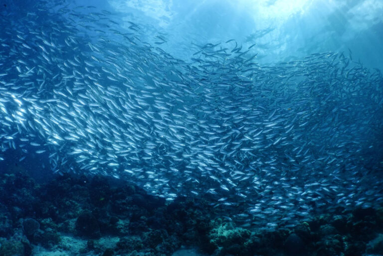 A large school of sardines swimming together underwater, creating a mesmerizing and fluid motion in the deep blue ocean, with light filtering through the water.