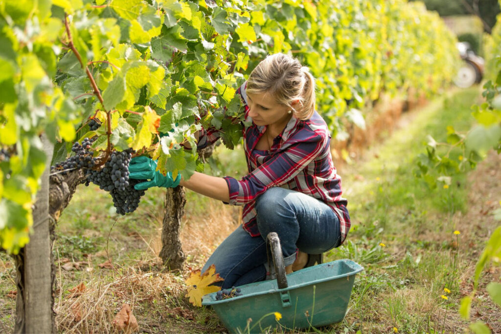 A woman harvesting grapes in a vineyard, wearing a plaid shirt, gloves, and jeans, with a basket nearby and lush grapevines surrounding her.