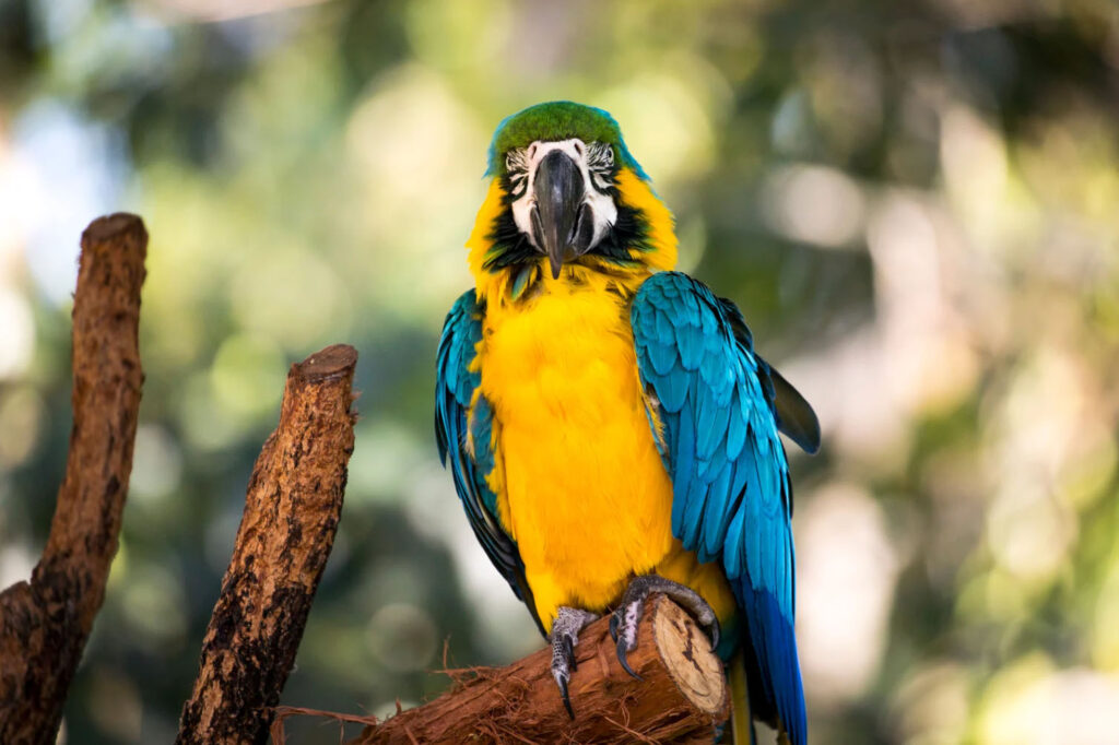 A vibrant blue and yellow parrot perched on a branch, with its striking feathers and colorful plumage, set against a blurred background of greenery.