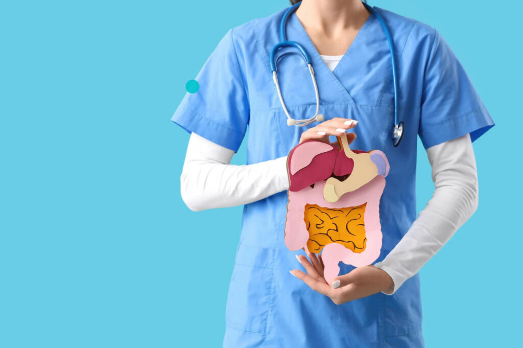 A healthcare professional in blue scrubs holds a 3D model of the digestive system, showcasing the stomach, liver, and intestines against a blue background.