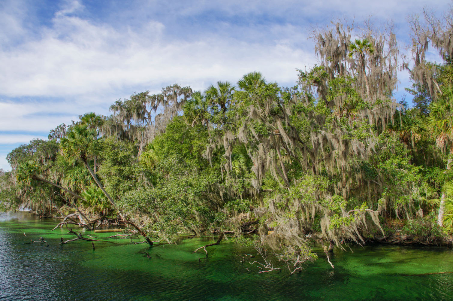 A crystal-clear freshwater spring bordered by lush Florida greenery, with moss-draped trees and emerald-green water flowing through a natural forest landscape.