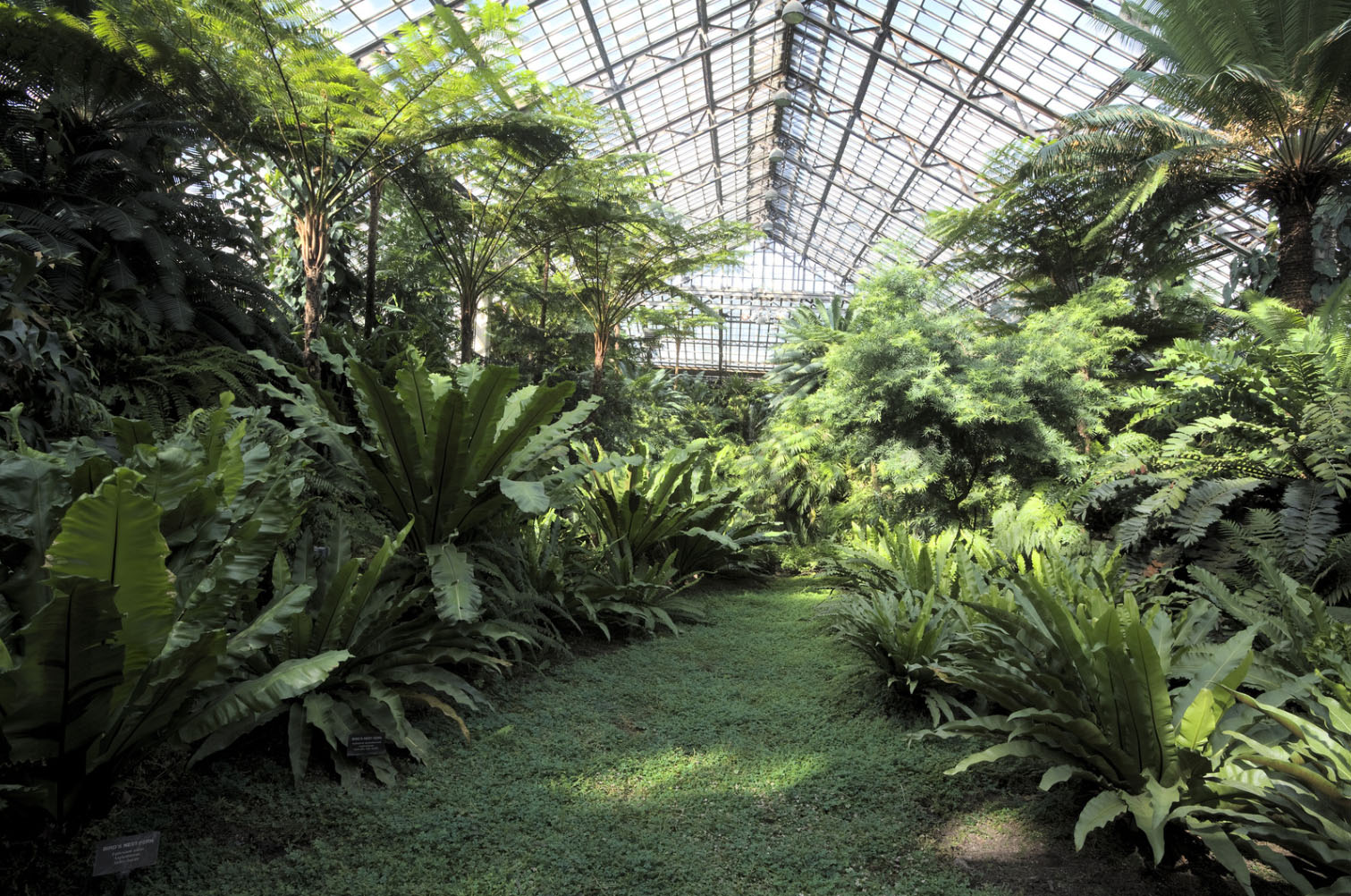 A lush indoor garden filled with vibrant green plants under a glass greenhouse roof, showcasing a variety of ferns and tropical plants.