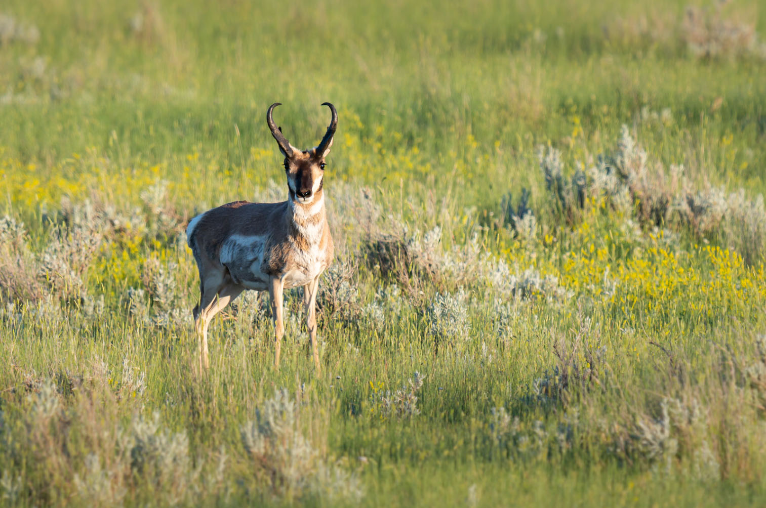 A pronghorn antelope standing in a grassy field with yellow wildflowers, showing its distinctive horns and fur pattern.