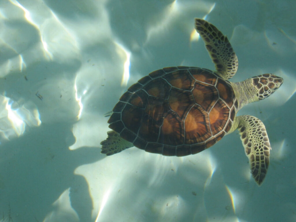 Sea turtle swimming in clear shallow water, sunlight reflecting off the ocean floor and highlighting its patterned shell and flippers.