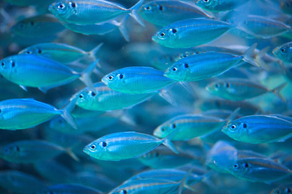 Close-up of a dense school of small blue-green fish swimming together underwater, their translucent bodies reflecting light in clear ocean water.