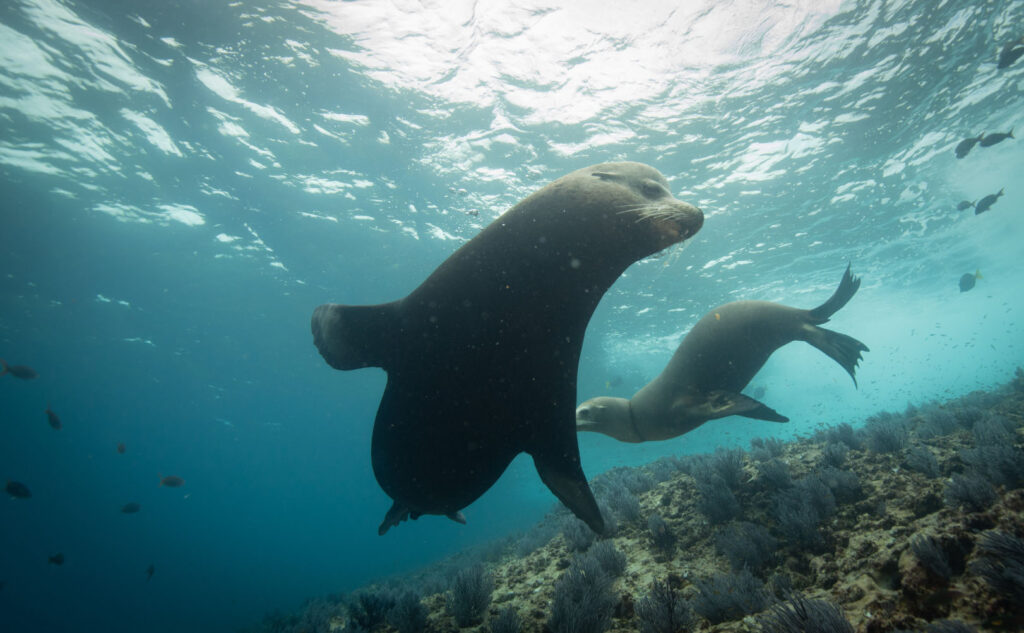 Two sea lions swimming gracefully underwater in clear blue ocean water above a rocky seabed, illuminated by sunlight filtering through the surface.